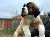Saint Bernard Yavrular