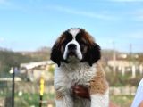Saint Bernard Yavrular