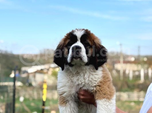 Saint Bernard Yavrular görsel