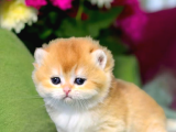 Show Kalite British Shorthair Golden Bebekler
