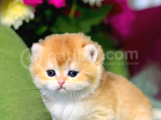 Show Kalite British Shorthair Golden Bebekler görsel