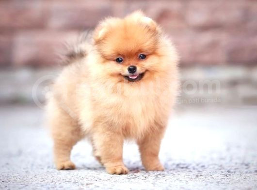 Ayı Suratlı Pomerri̇an Boo Yavrumuz