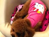 İstanbul Ruhsatli̇ Çi̇fli̇kten Toy Poodle Yavrulari
