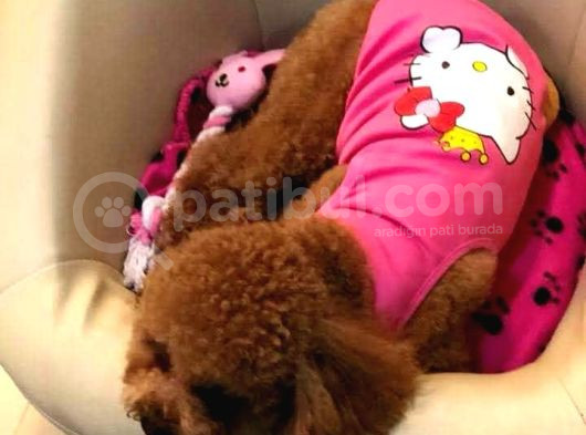 İstanbul Ruhsatli̇ Çi̇fli̇kten Toy Poodle Yavrulari görsel
