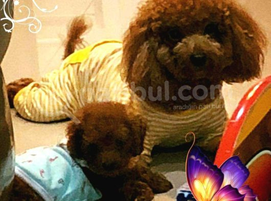 İstanbul Ruhsatli̇ Çi̇fli̇kten Toy Poodle Yavrulari