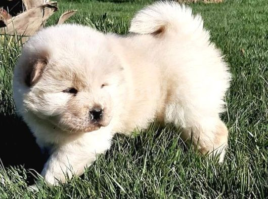 Çi̇n Aslani Yavrularimiz Chow Chow görsel