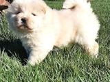 Çi̇n Aslani Yavrularimiz Chow Chow