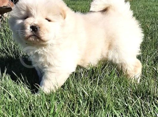 Çi̇n Aslani Yavrularimiz Chow Chow görsel