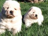 Çi̇n Aslani Yavrularimiz Chow Chow