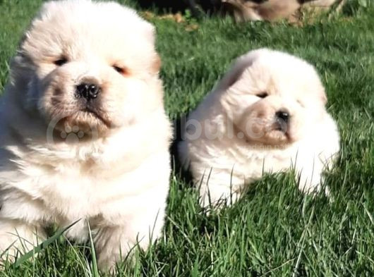Çi̇n Aslani Yavrularimiz Chow Chow görsel