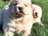 Çi̇n Aslani Yavrularimiz Chow Chow