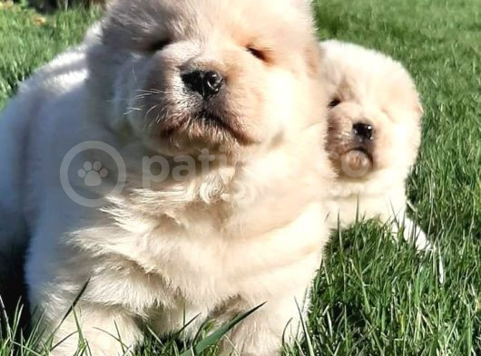 Çi̇n Aslani Yavrularimiz Chow Chow görsel