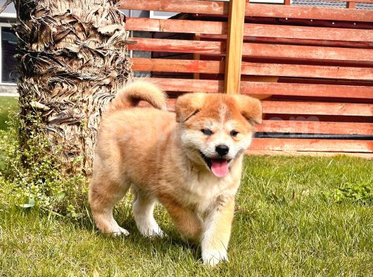 Japon Aki̇ta Inu Yavrulari̇ İstanbul görsel