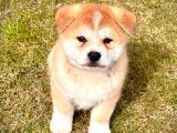 Japon Aki̇ta Inu Yavrulari̇ İstanbul