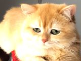 A Kalite Bri̇ti̇sh Shorthai̇r Golden  Yetişkin