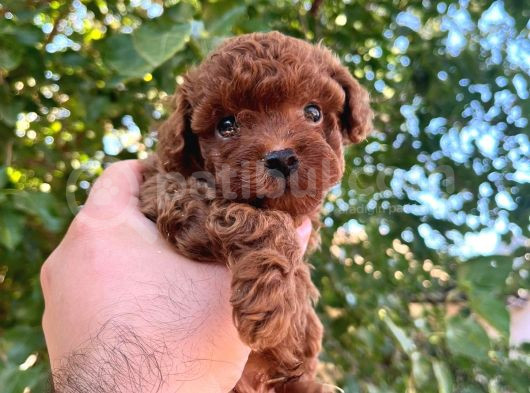 Şeker toy poodle bebeklerim 