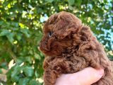 Şeker Toy Poodle Bebeklerim 