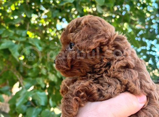 Şeker Toy Poodle Bebeklerim  görsel