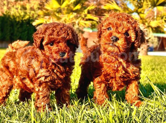 İstanbul Ruhsatli̇ Çi̇fli̇kten Toy Poodle Yavrulari görsel