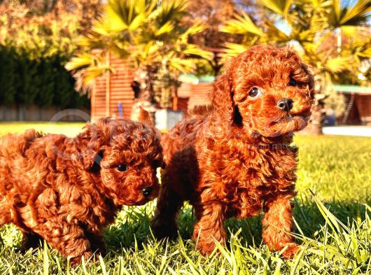 İstanbul Ruhsatli̇ Çi̇fli̇kten Toy Poodle Yavrulari görsel