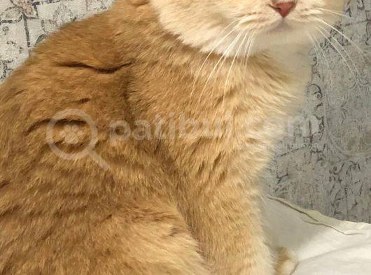 A Kalite Bri̇ti̇sh Shorthai̇r Golden  Yetişkin görsel