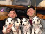 Renkli gözlü Husky yavrularımız