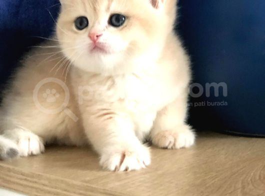 A Kalite Bri̇ti̇sh Shorthai̇r Golden  Yavrular görsel