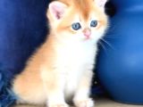 A Kalite Bri̇ti̇sh Shorthai̇r Golden  Yavrular