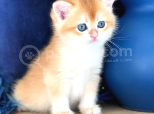 A Kalite Bri̇ti̇sh Shorthai̇r Golden  Yavrular görsel