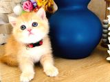 A kalite BRİTİSH SHORTHAİR GOLDEN  yavrular