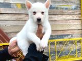 Renkli Gözlü Husky Yavrularımız