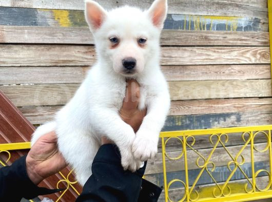 Renkli Gözlü Husky Yavrularımız görsel