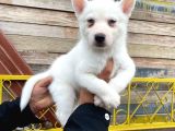 Renkli Gözlü Husky Yavrularımız