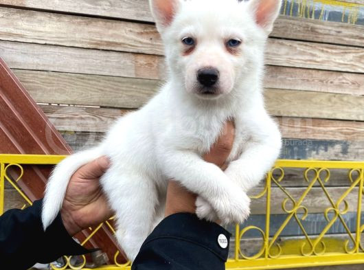 Renkli Gözlü Husky Yavrularımız görsel