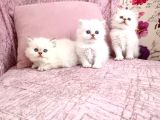 British Longhair Golden Point