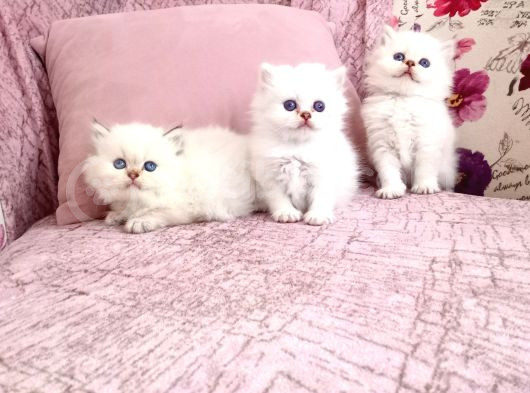 British Longhair Golden Point görsel