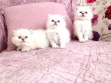 British Longhair Golden point