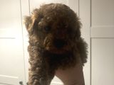 2 Aylık Yavru Poodle
