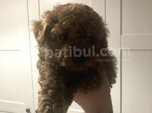2 Aylık Yavru Poodle görsel