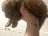 2 Aylık Yavru Poodle