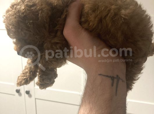 2 Aylık Yavru Poodle görsel