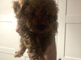 2 aylık yavru poodle