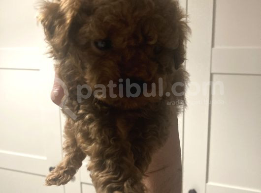 2 Aylık Yavru Poodle