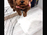 2 Aylık Yavru Poodle