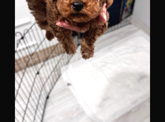 2 Aylık Yavru Poodle görsel