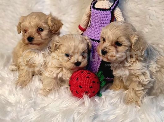 Aşılı Veteriner Kontrollü Kore Maltipoo görsel