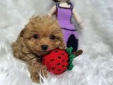 Aşılı Veteriner Kontrollü Kore Maltipoo