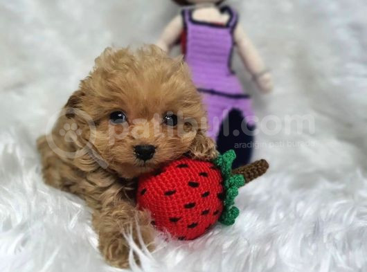 Aşılı Veteriner Kontrollü Kore Maltipoo görsel