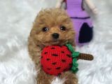 Aşılı veteriner kontrollü Kore maltipoo
