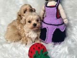 Aşılı Veteriner Kontrollü Kore Maltipoo